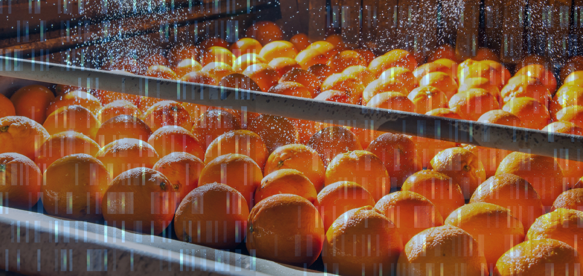 Background of Oranges being processed